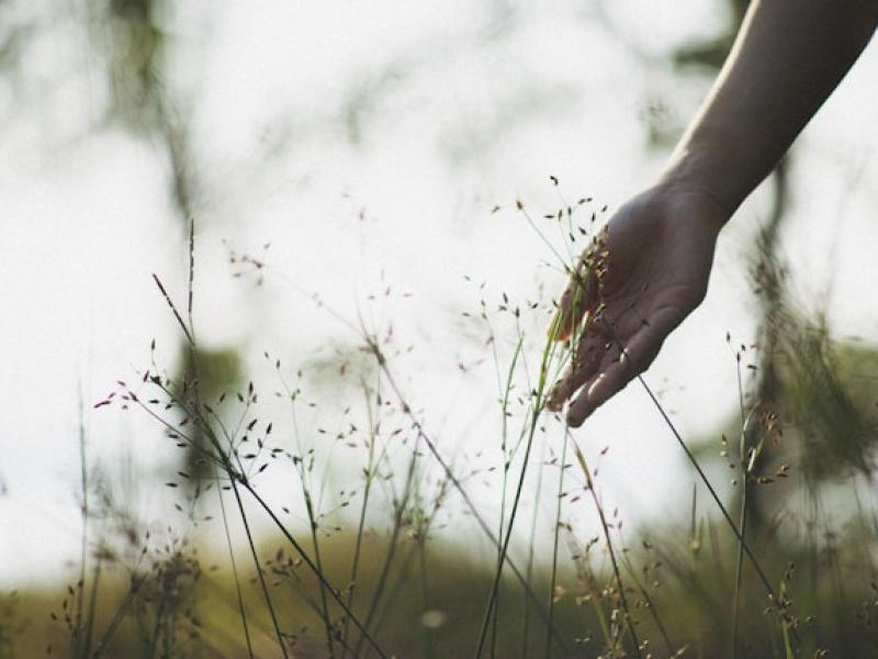 Foto af hånd der berører plante